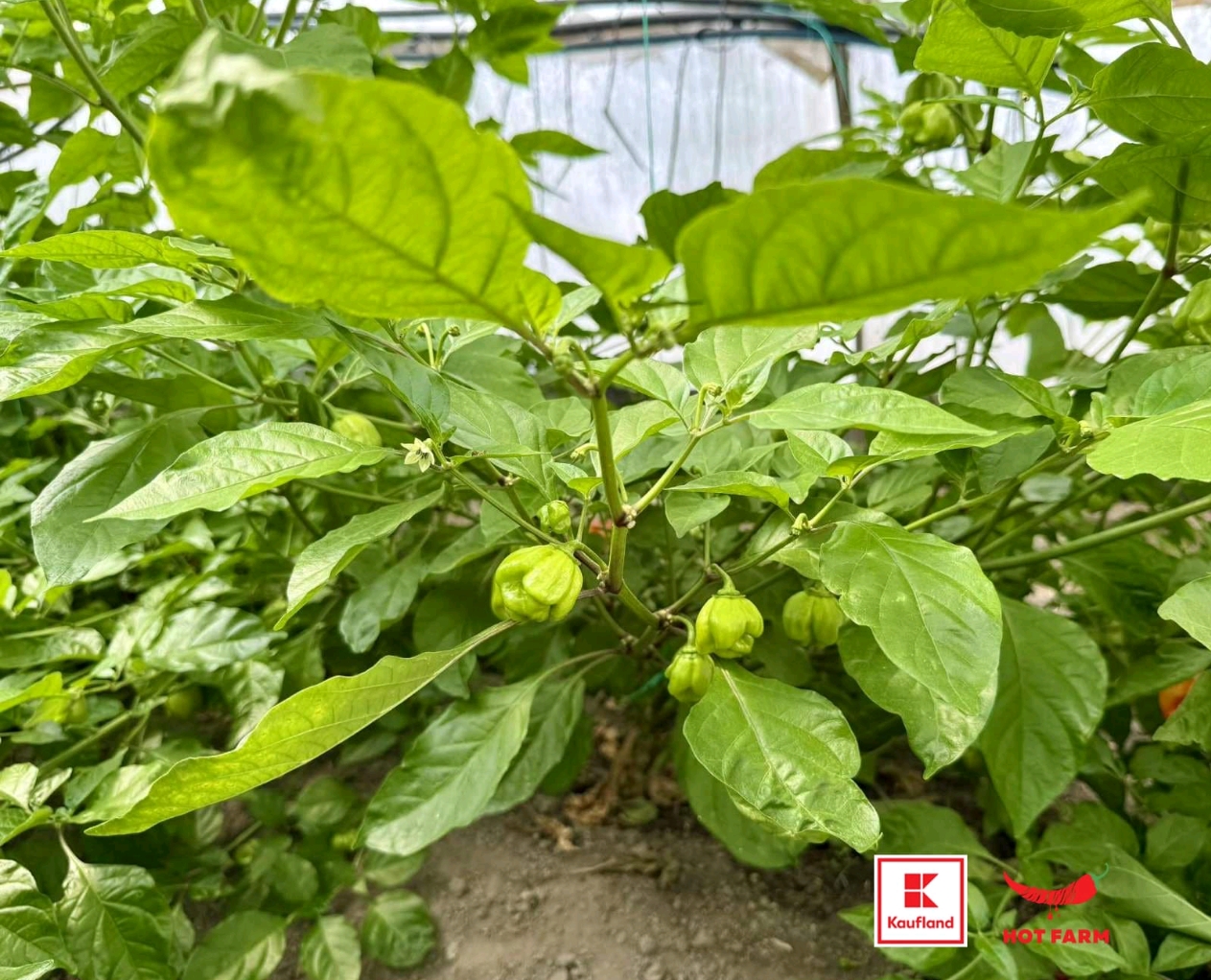 Screenshot_2025-08-11-17-51-37-59_45e686c594768066ad9911d54d96f72b